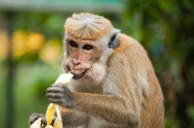 image d'un singe